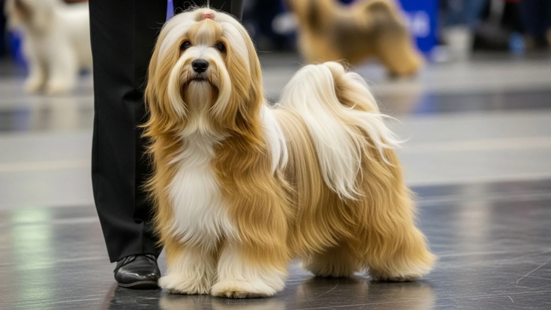 Dog Breeds That Boast a Stunning, Silky Texture