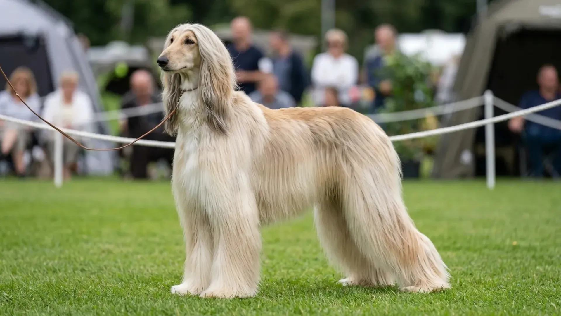 Dog Breeds Boasting Velvety and Gorgeous Coats