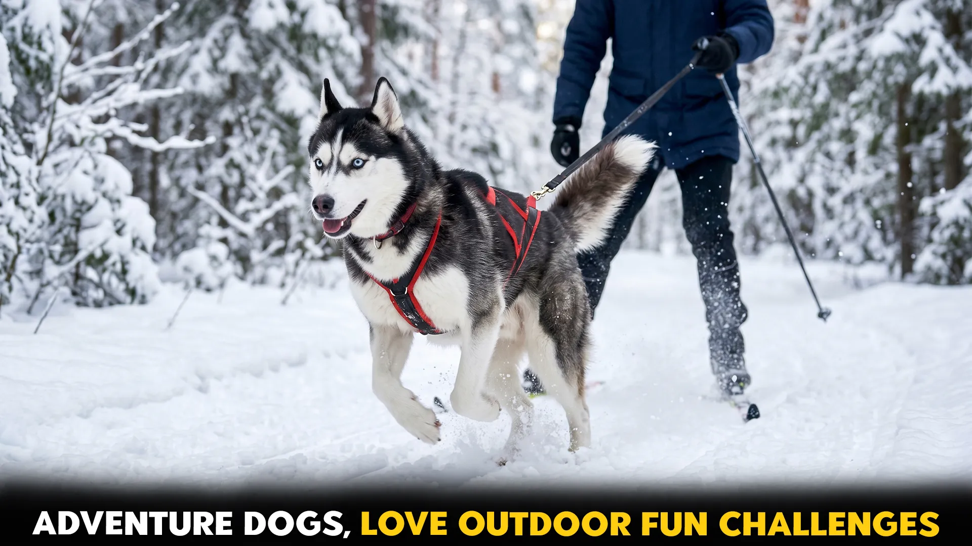 dog breeds that love outdoor challenges and fun