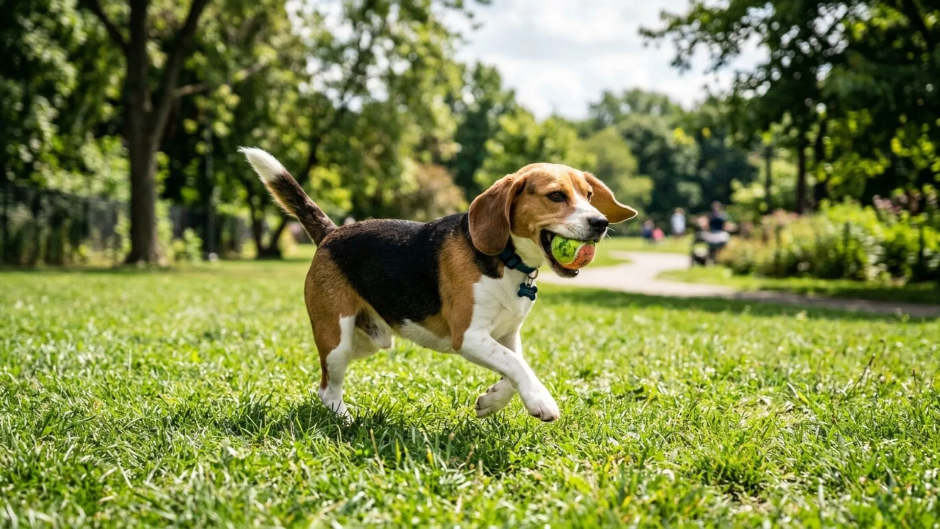 7 Easy-Care Dog Breeds: A Guide to Short-Haired Varieties