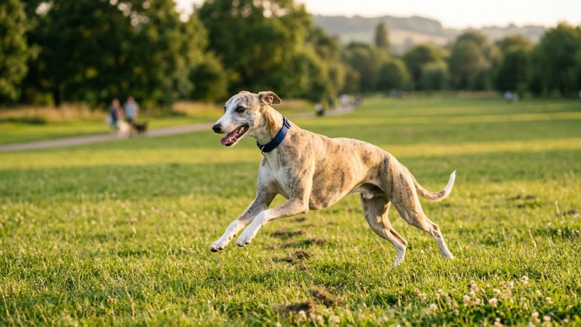 Fantastic Dog Breeds Under 50 Lbs – A Complete Guide