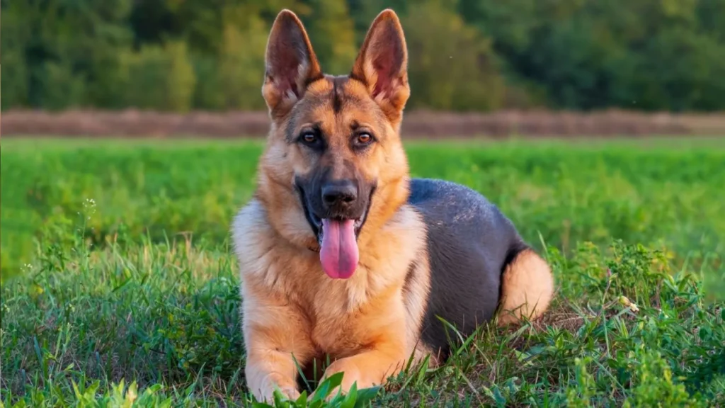 german shepherd
