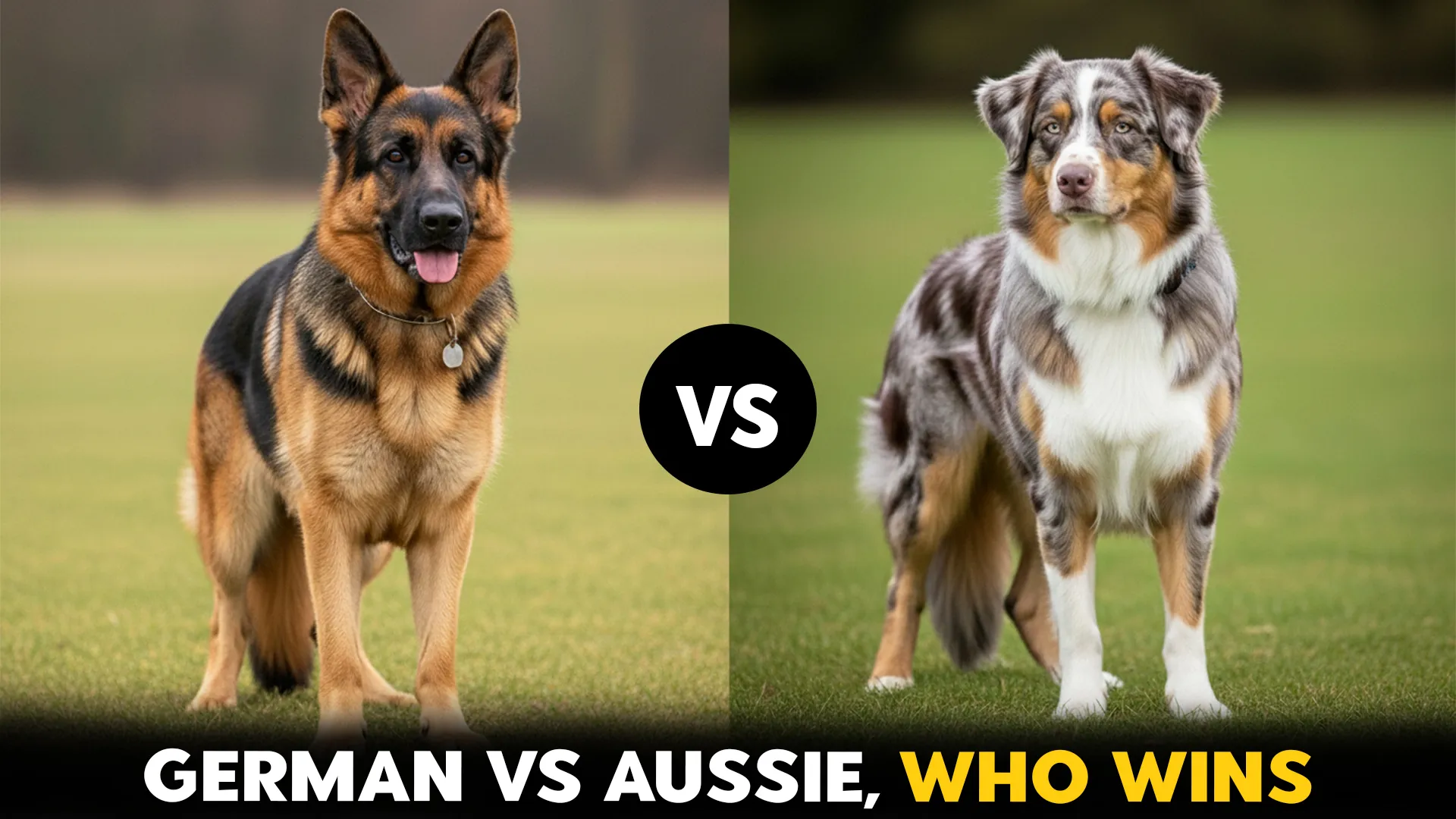 German-Shepherd-vs