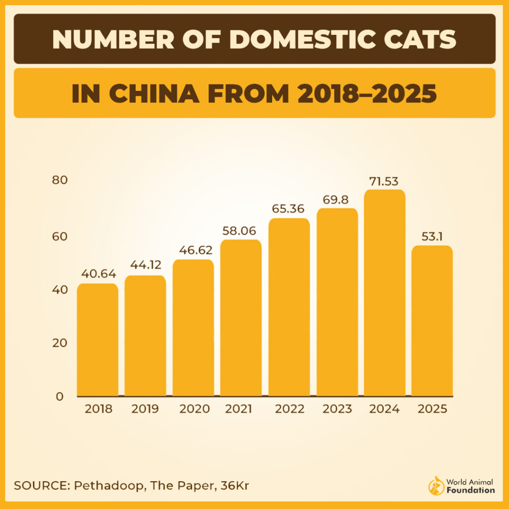 how many cats are in the china