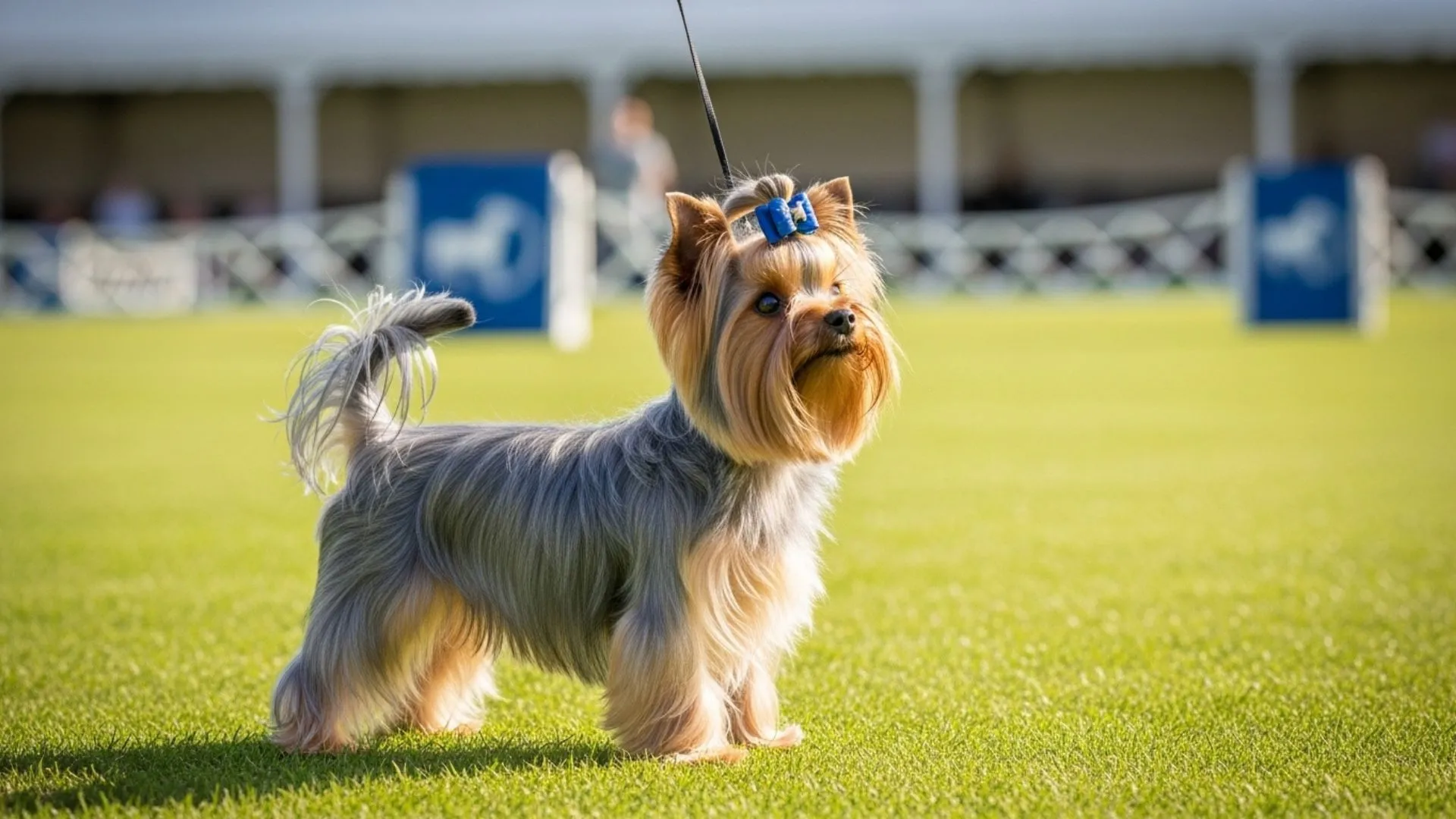 Irresistibly Small Dog Breeds Full of Playful Tendencies