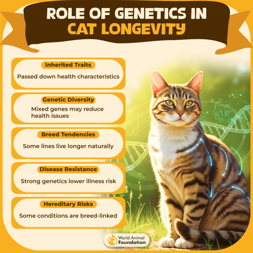 ROLE OF GENETICS IN
CAT LONGEVITy