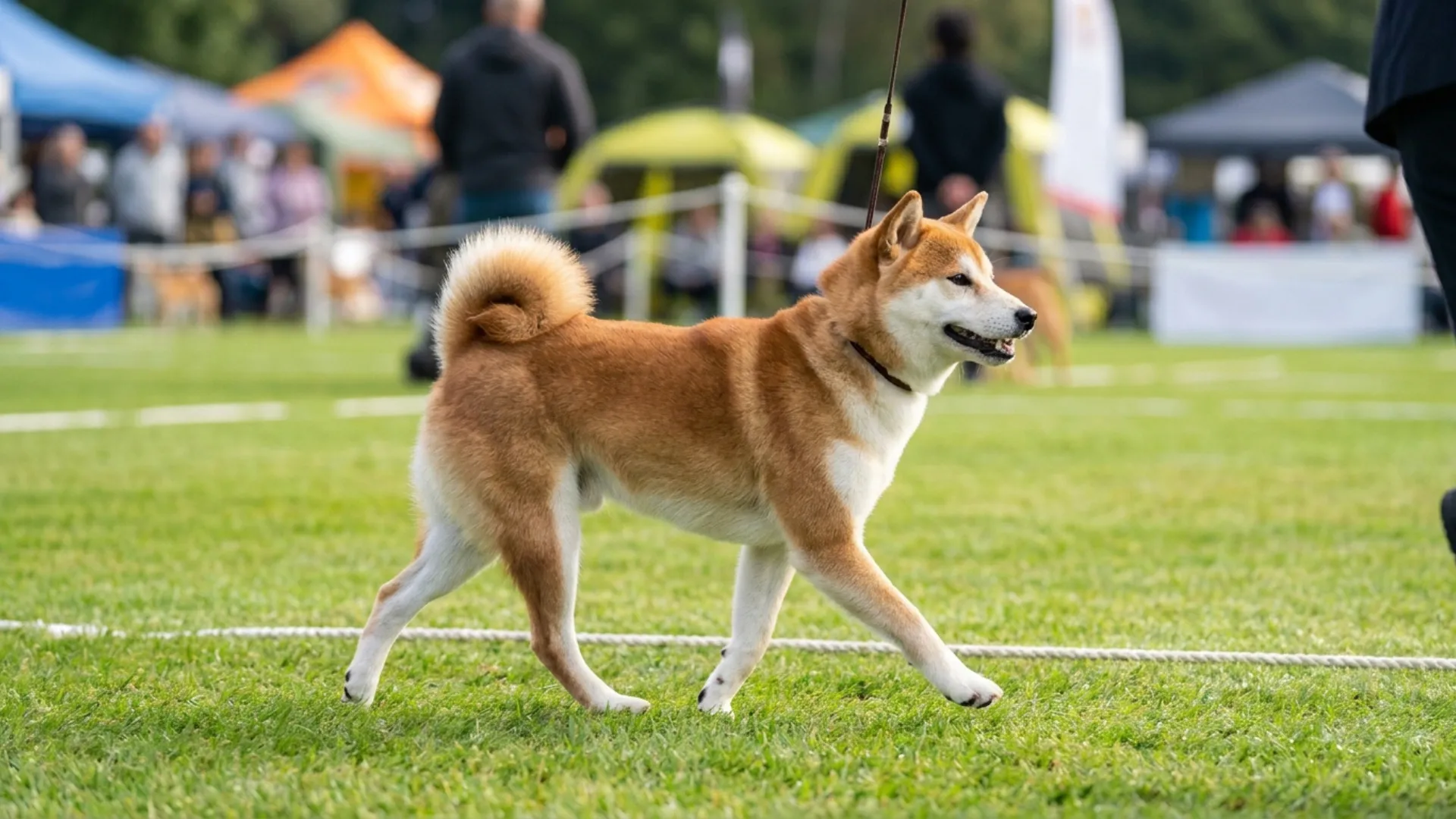 Stunning White and Brown Dog Breeds: A Perfect Match