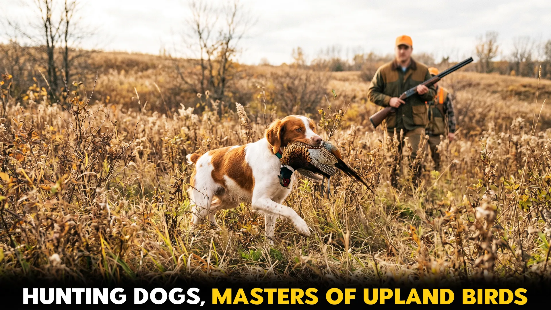 Top 10 Dog breeds specializing in upland bird hunting