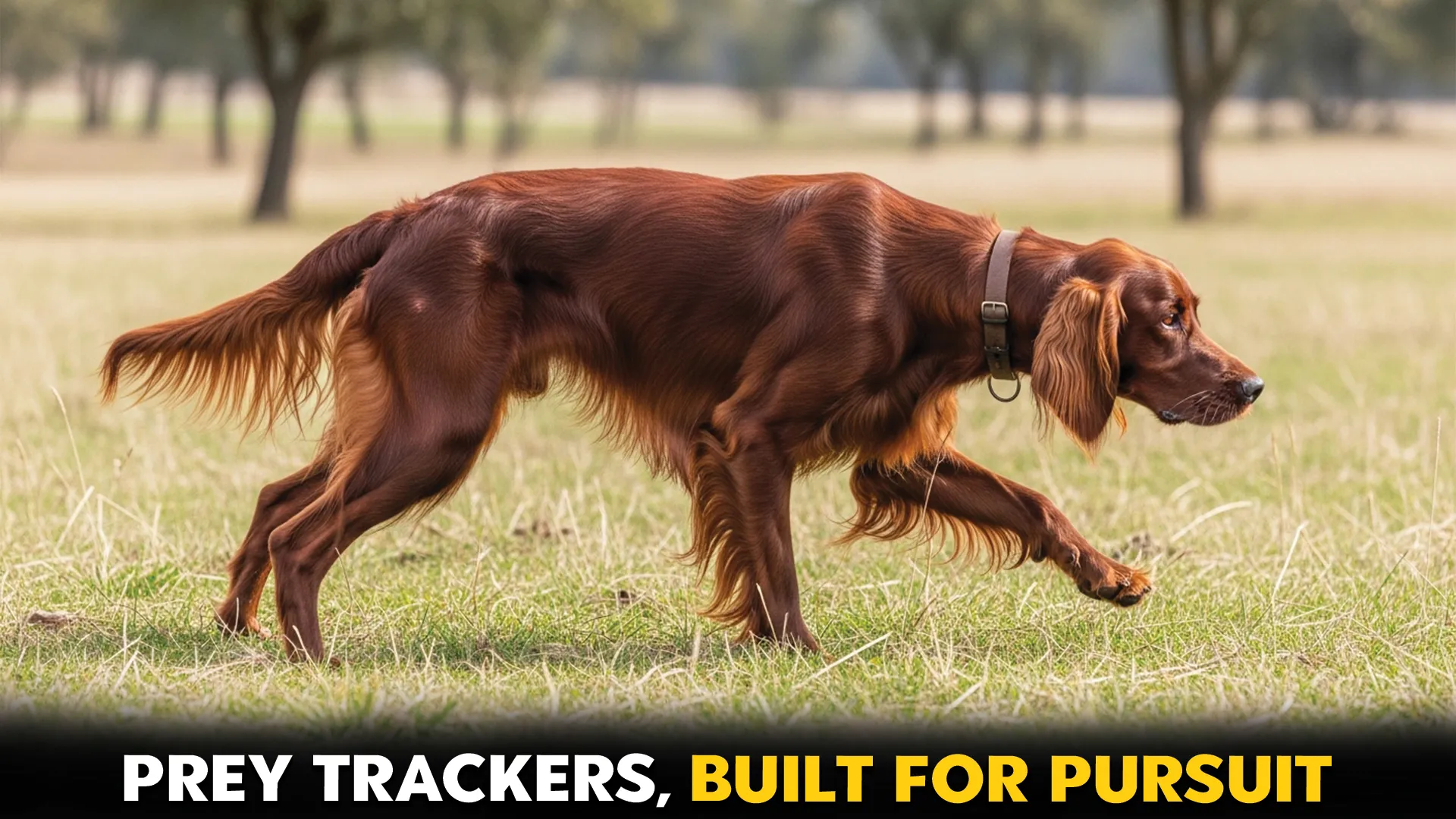 top 10 dog breeds for finding and tracking prey animals