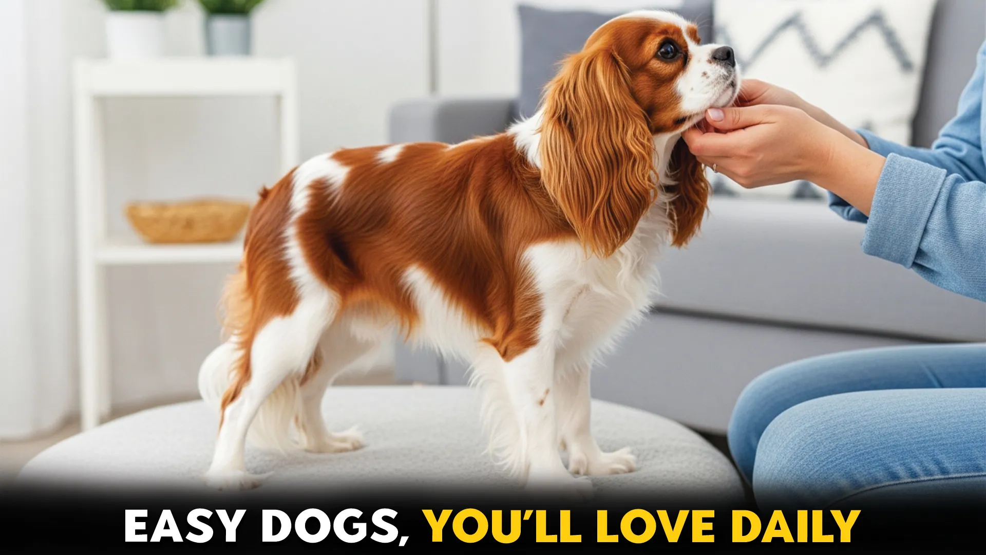 Top 10 Low-Maintenance Dog Breeds You'll Love