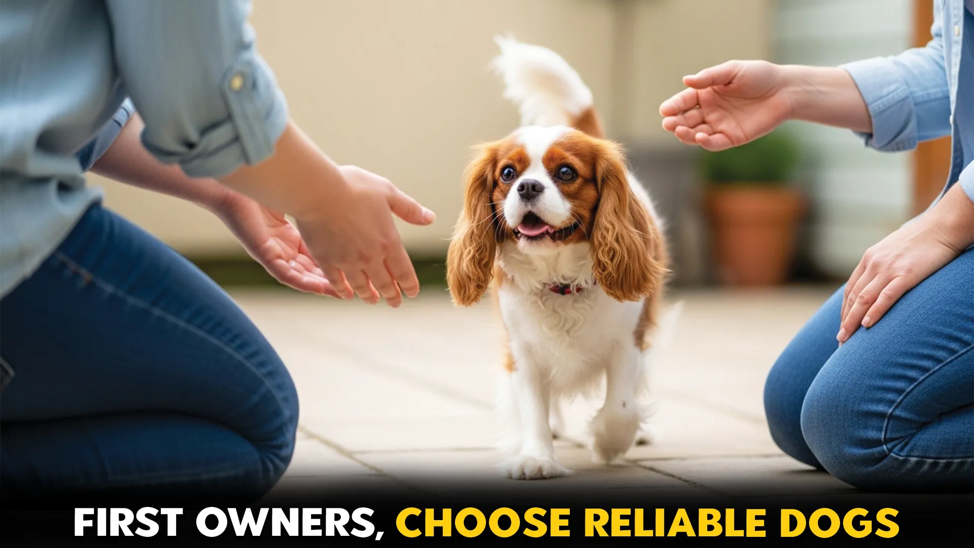 Top 10 reliable dog breeds for first time pet owners