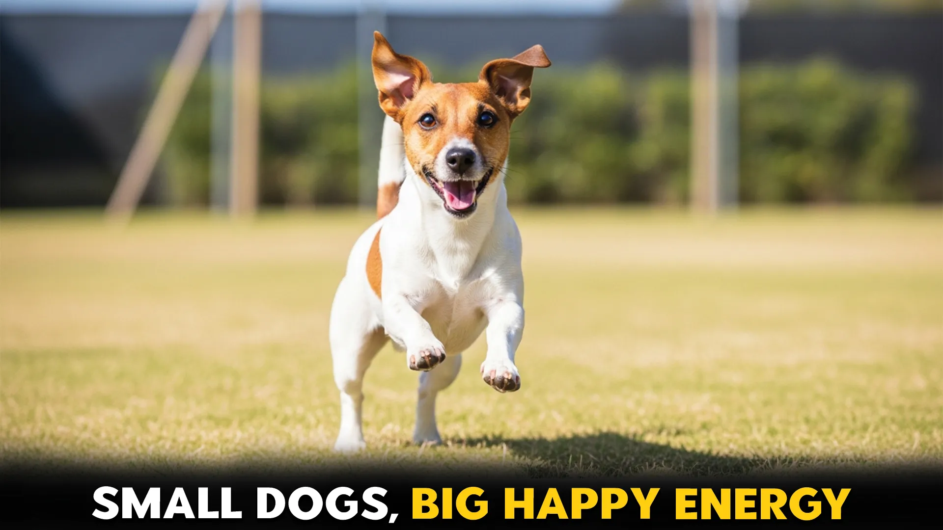 Top 10 small dog breeds that bring endless and joy