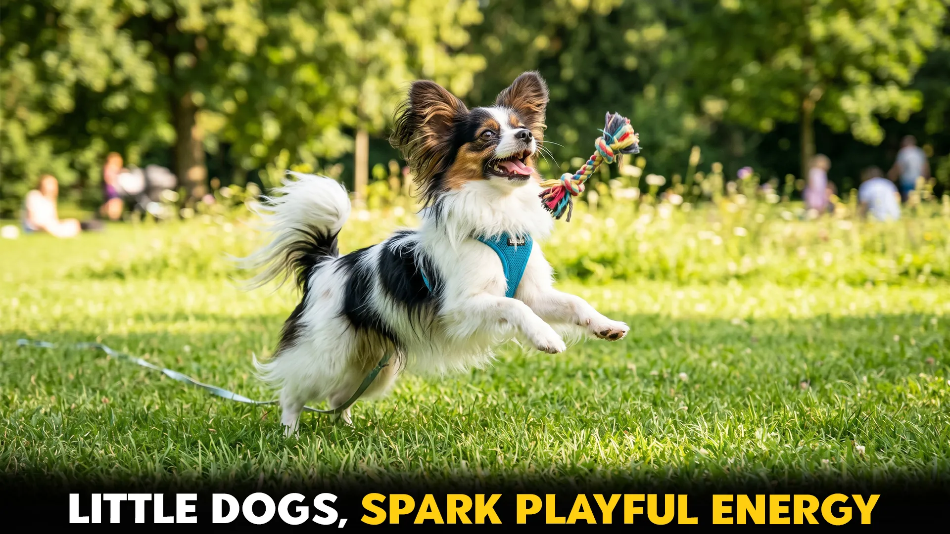 TOP 10 SMALL DOG BREEDS THAT SPARK ENDLESS PLAYFULLNESS