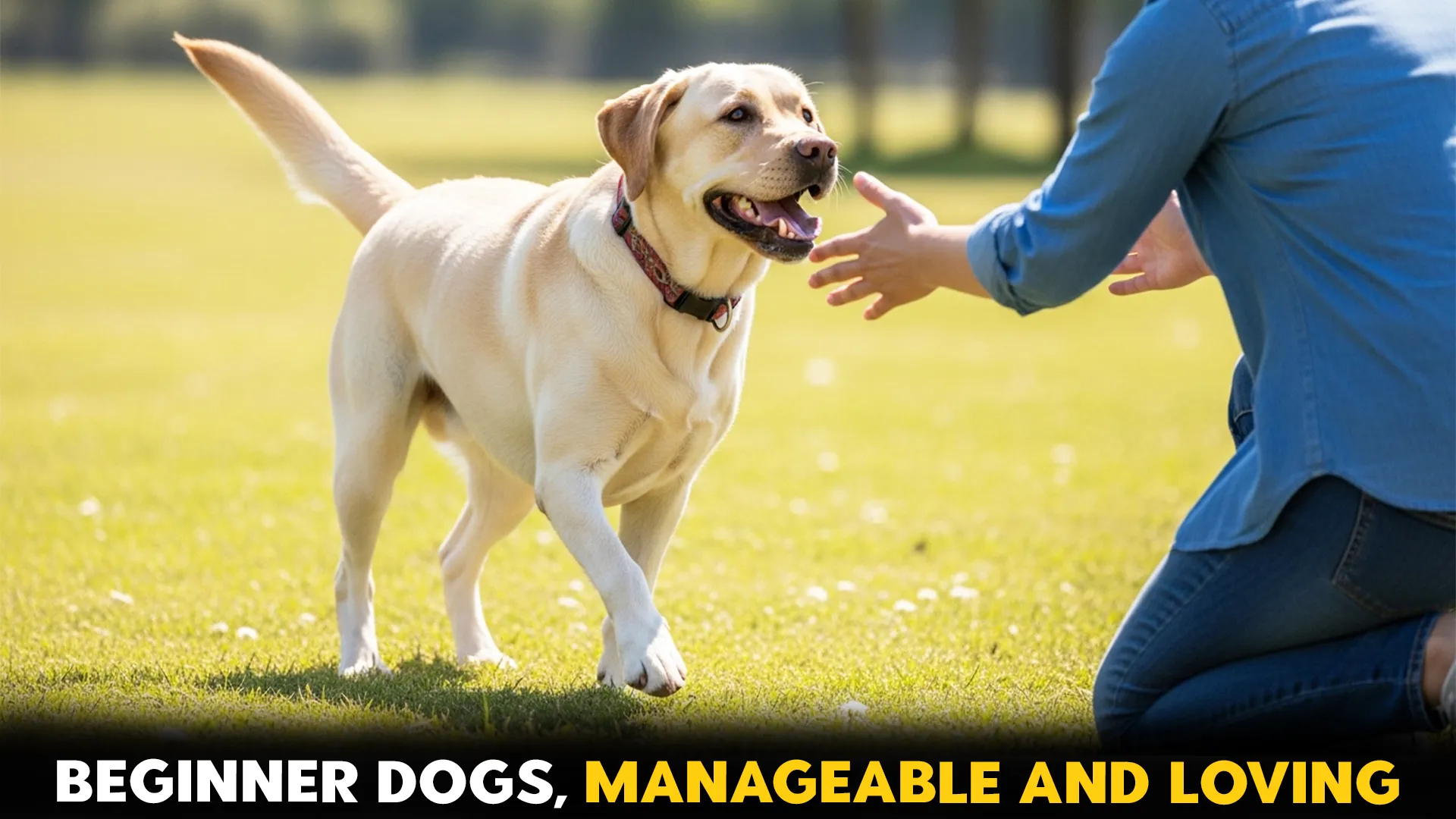 Manageable Dog Breeds for First-Time Dog Owners