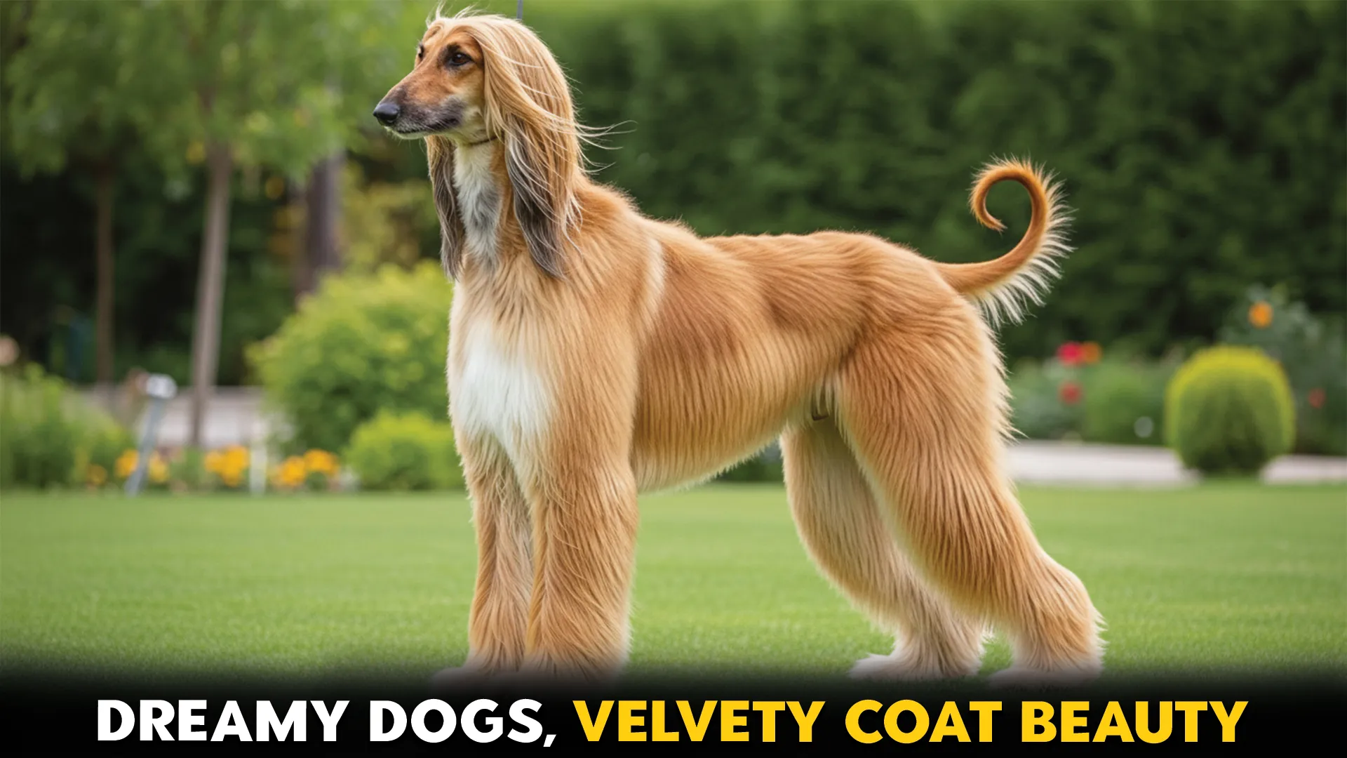 dog breeds boasting dreamy velvety coats