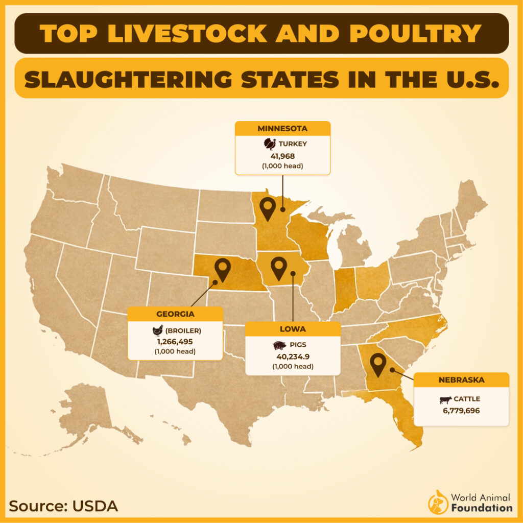 Map of top livestock slaughtering states