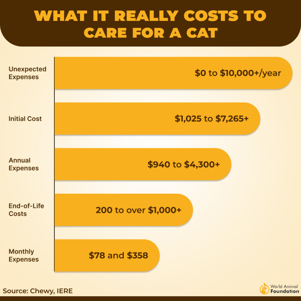 WHAT IT REALLY COSTS TO
CARE FOR A CAT