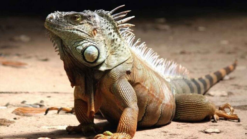 exotic animals you can own