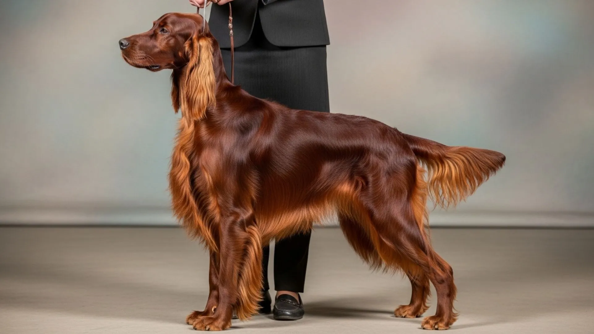 Top 10 Dog Breeds with Exquisite and Luxurious Coats