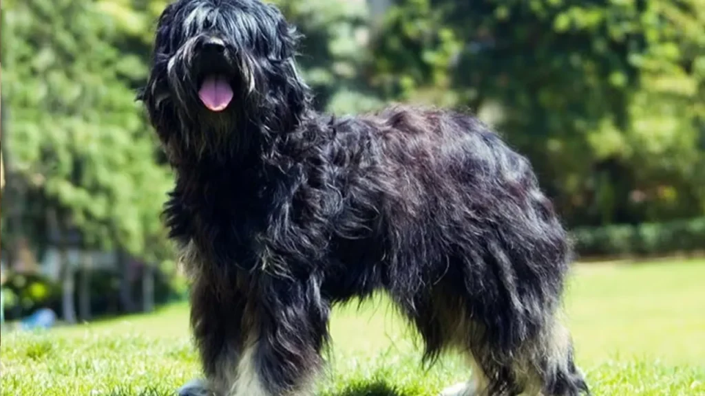 portuguese sheepdog