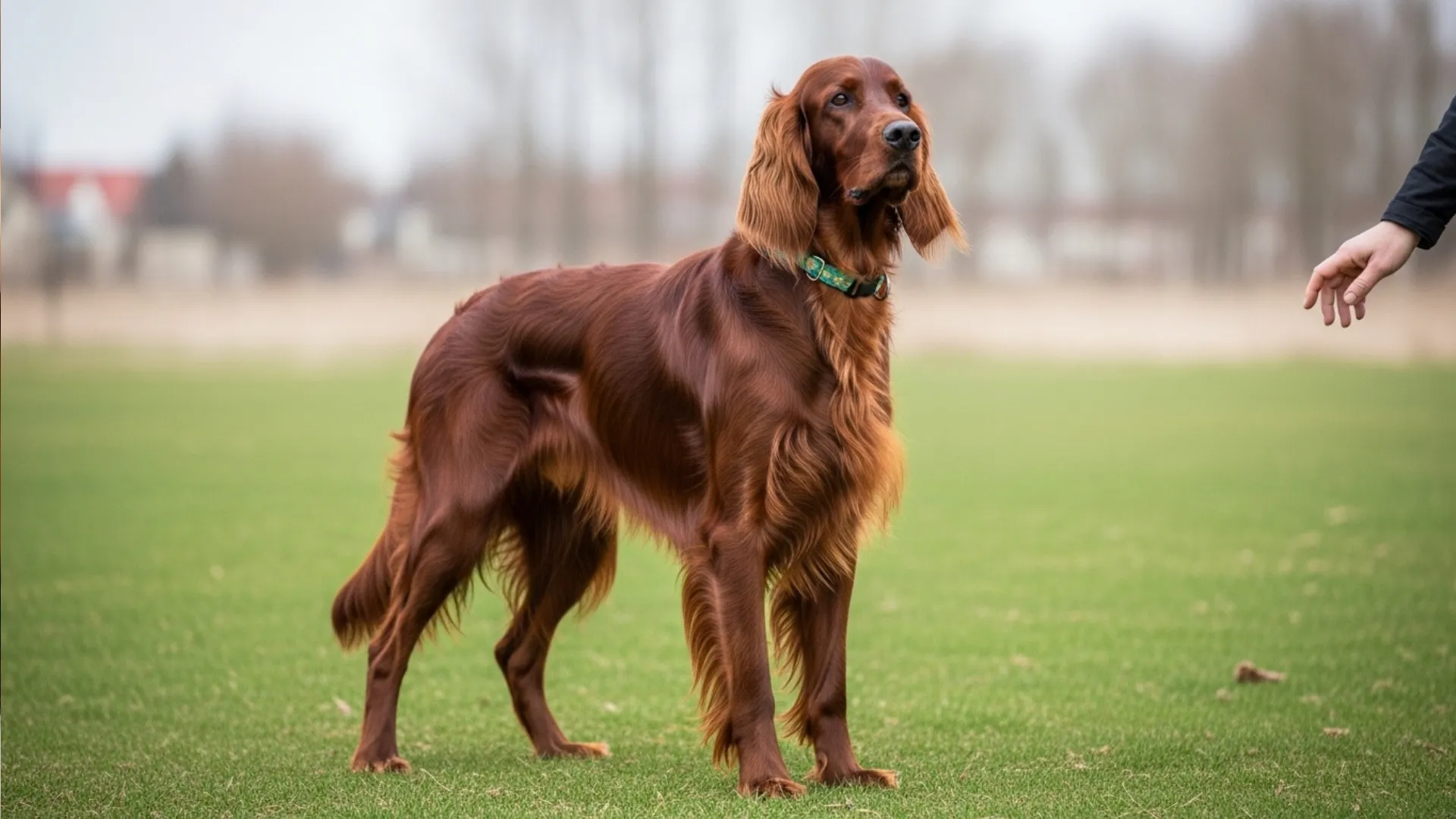 show dog full legs don't use any word alphabet in the image and don't show any person's face