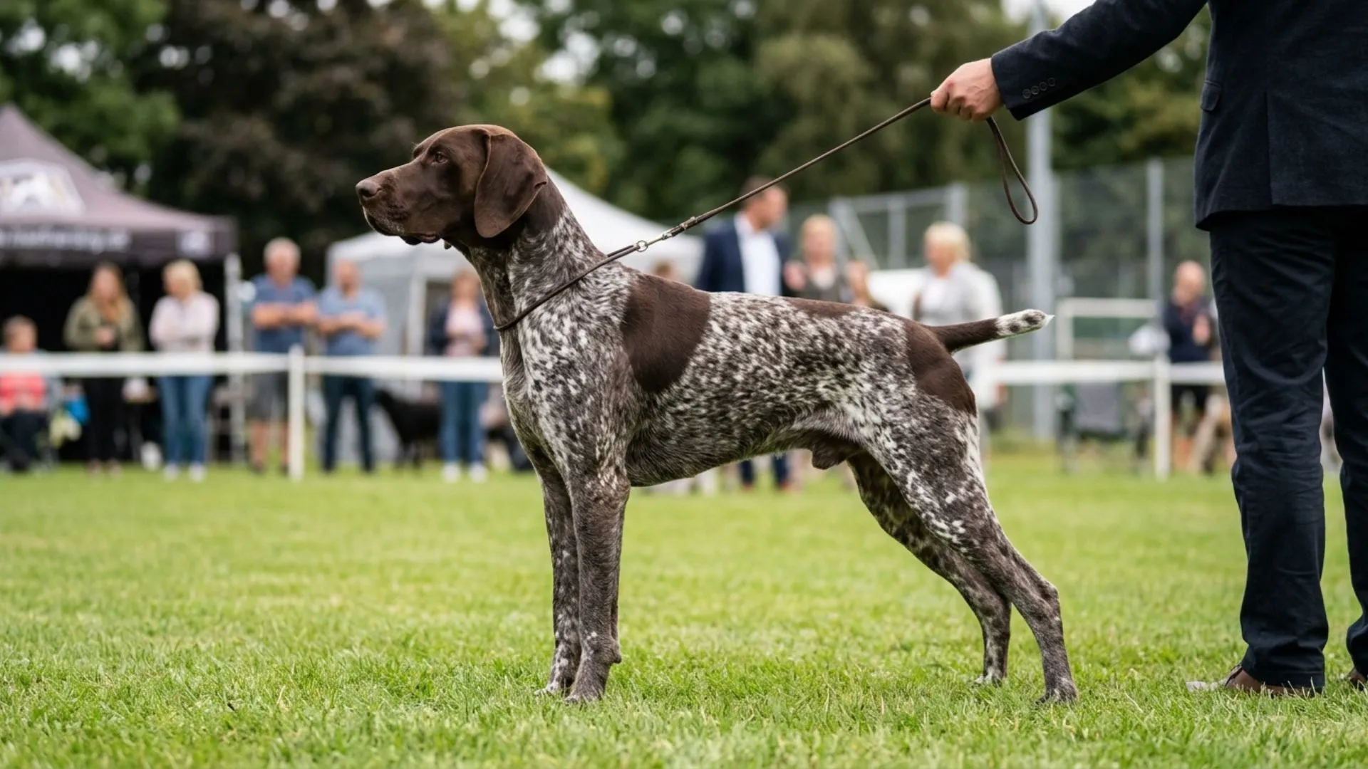Medium Dog Breeds With Short Hair for Easy Grooming