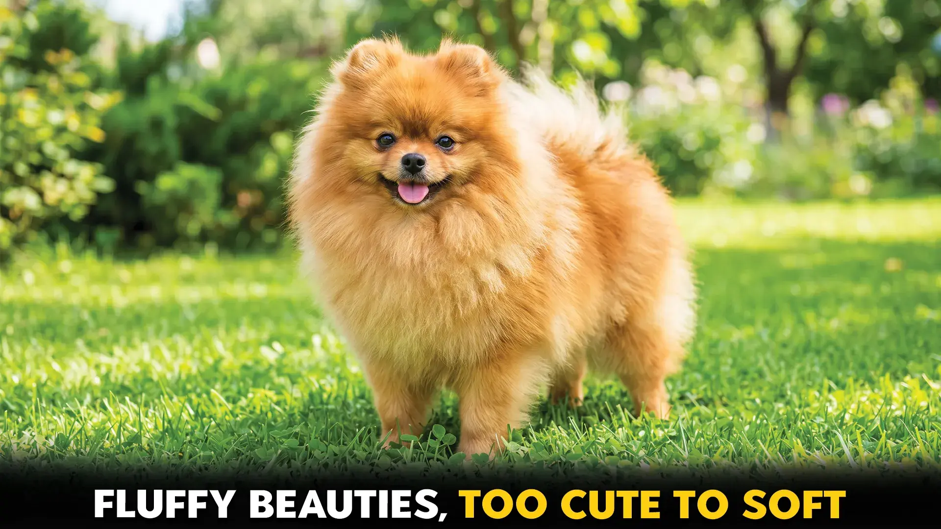 10 Fluffy Dog Breeds with Soft and Beautiful Coats