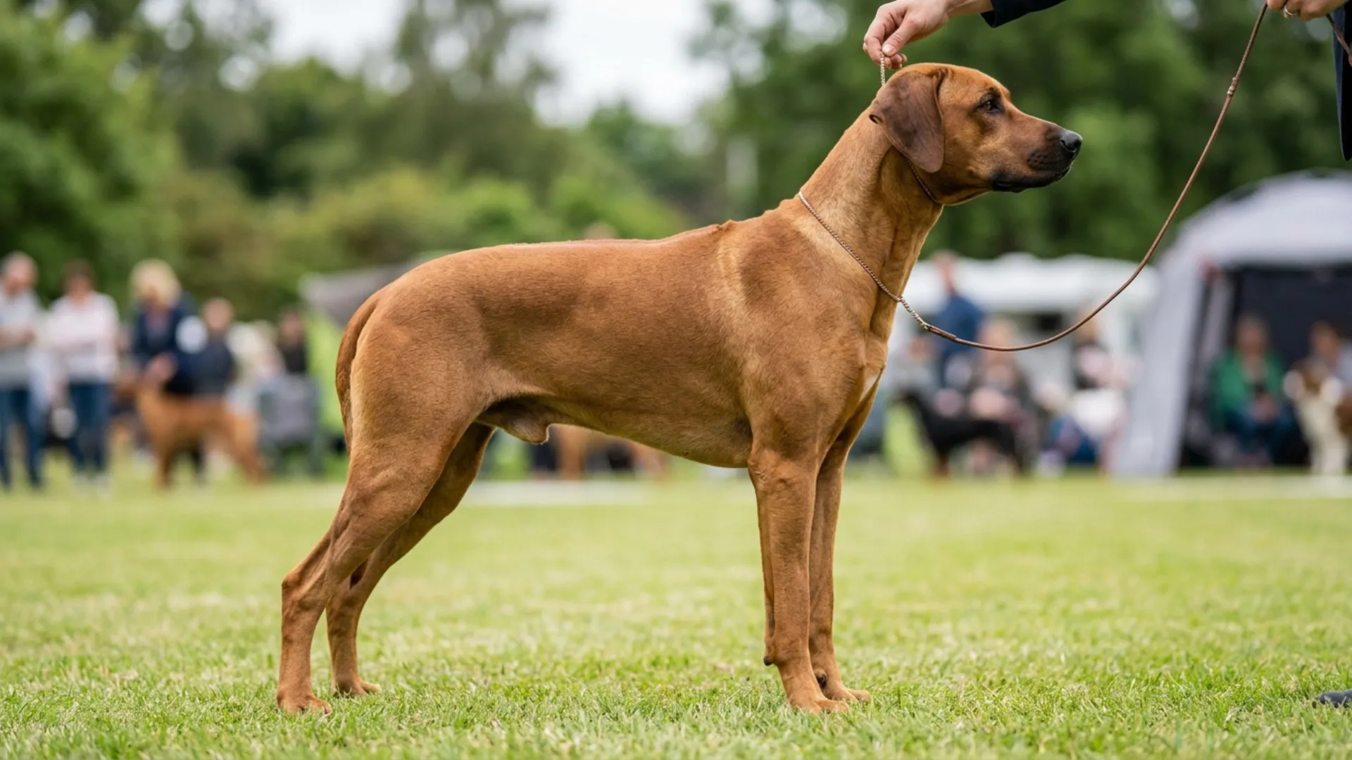 Wonderful Dog Breeds Featuring Short, Easy-Care Coats