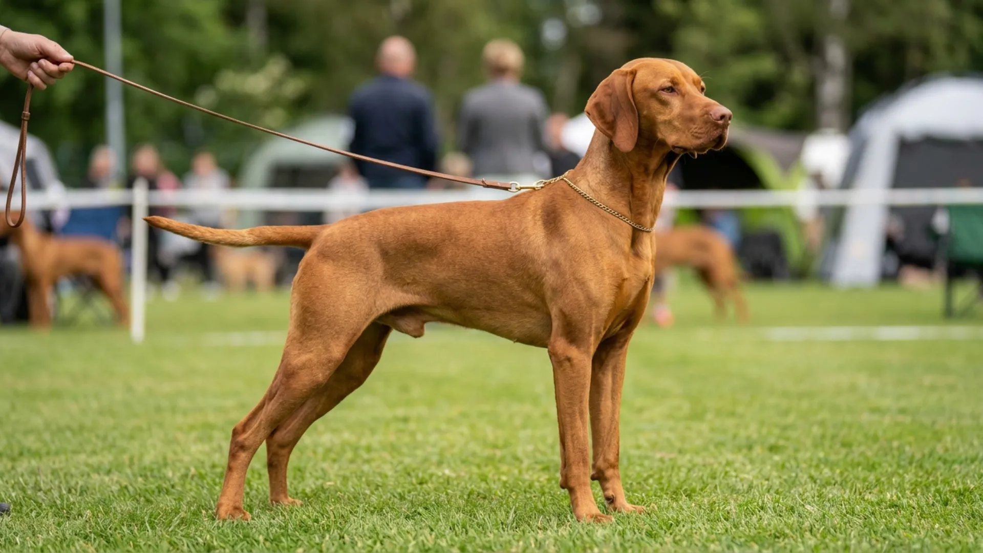 7 Fantastic Dog Breeds with Golden Coat Shades