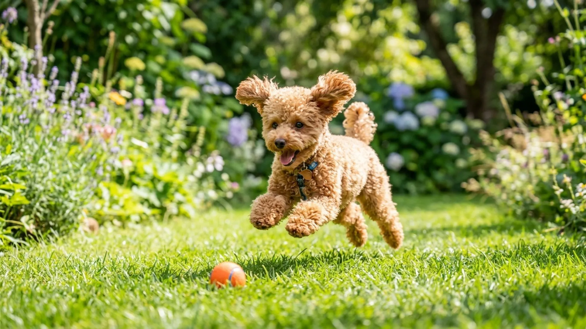 7 Tiny Dog Breeds with the Most Spirited Playful Spirits