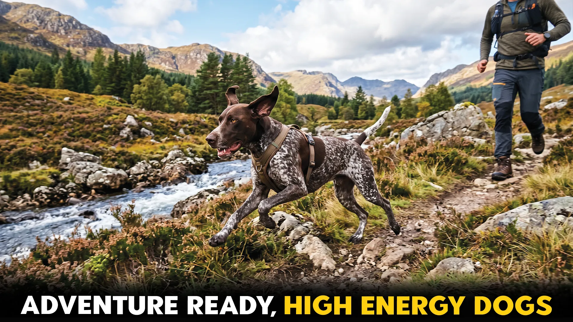 7 dog breeds ideal for a wild and active lifestyle