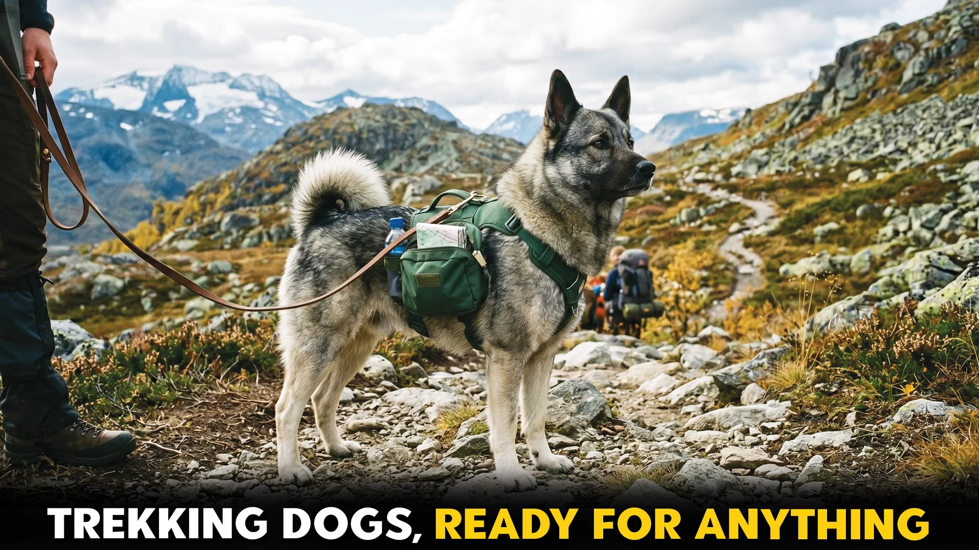 7-Dog-Breeds-That-Excel-in-Wilderness-Survival-and-Rugged-Trek