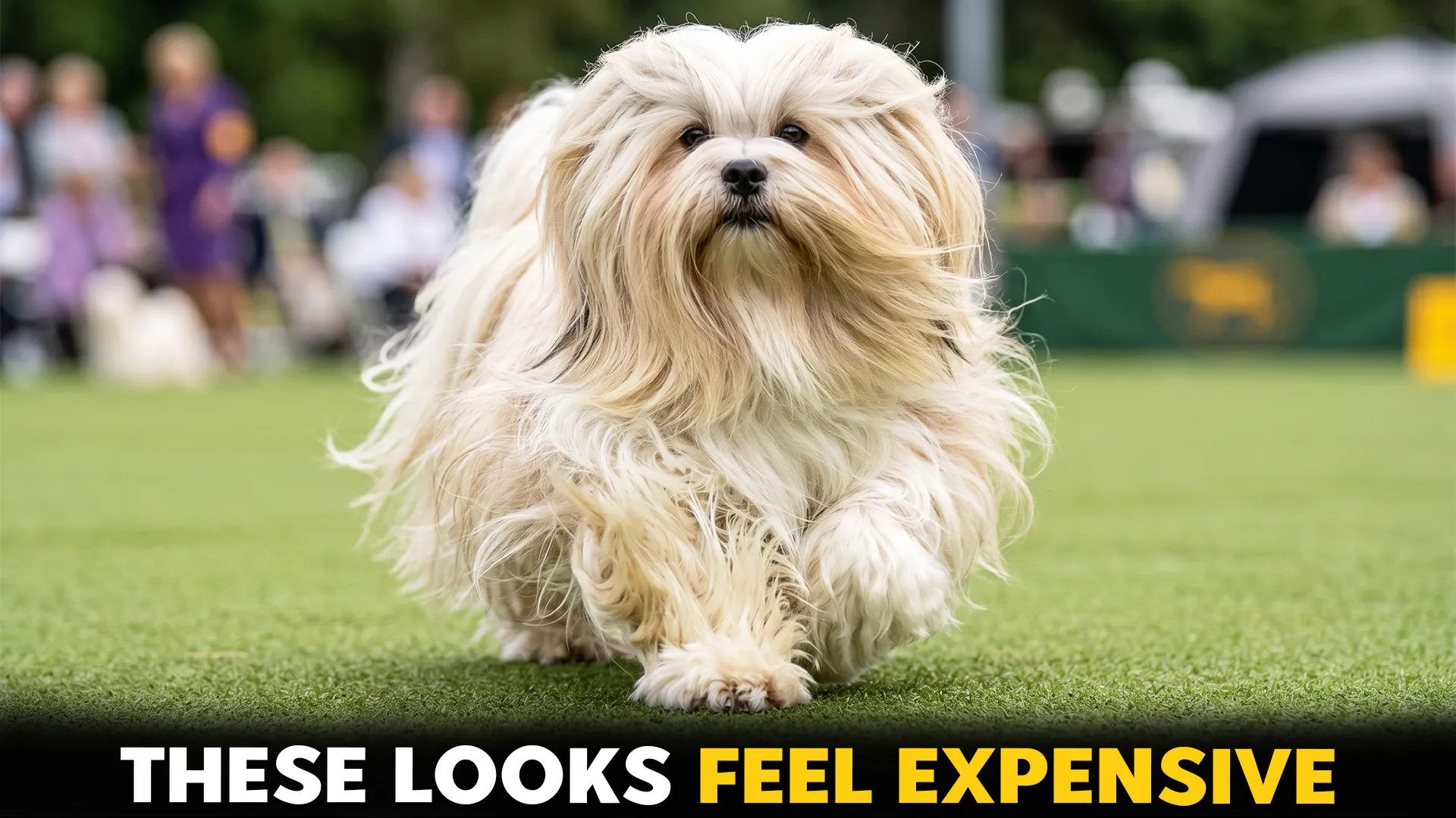 7-Exceptional-Long-Haired-Dog-Breeds-With-Flowing-Fur