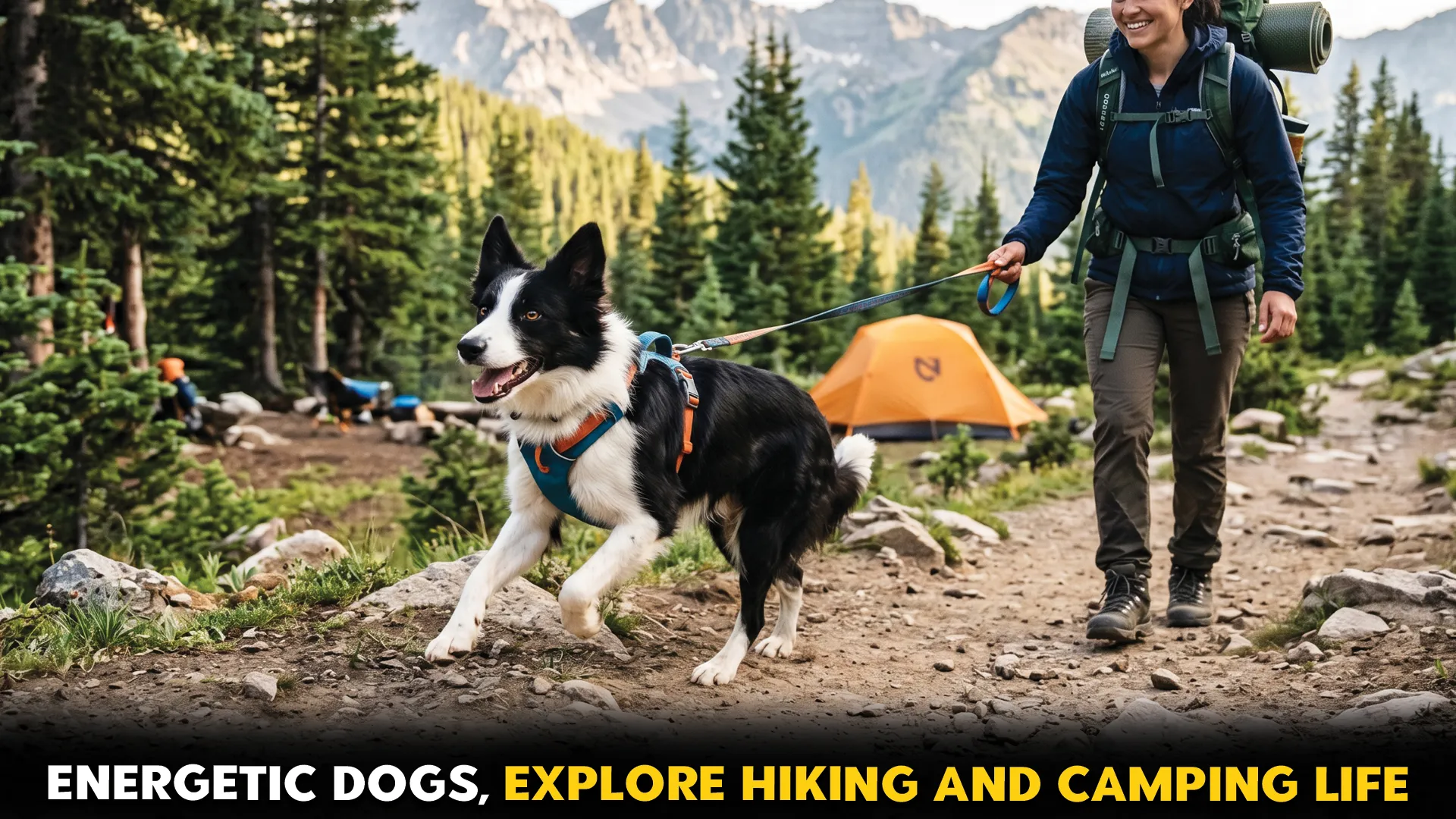 7 high energy dog breeds that love hiking and camping