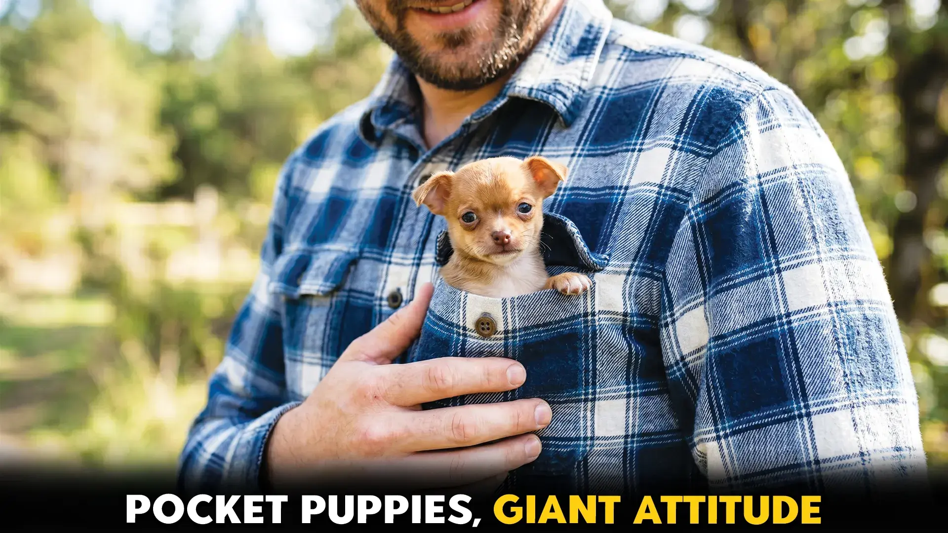 7 Sweet Pocket Dog Breeds: Big Personalities, Small Size
