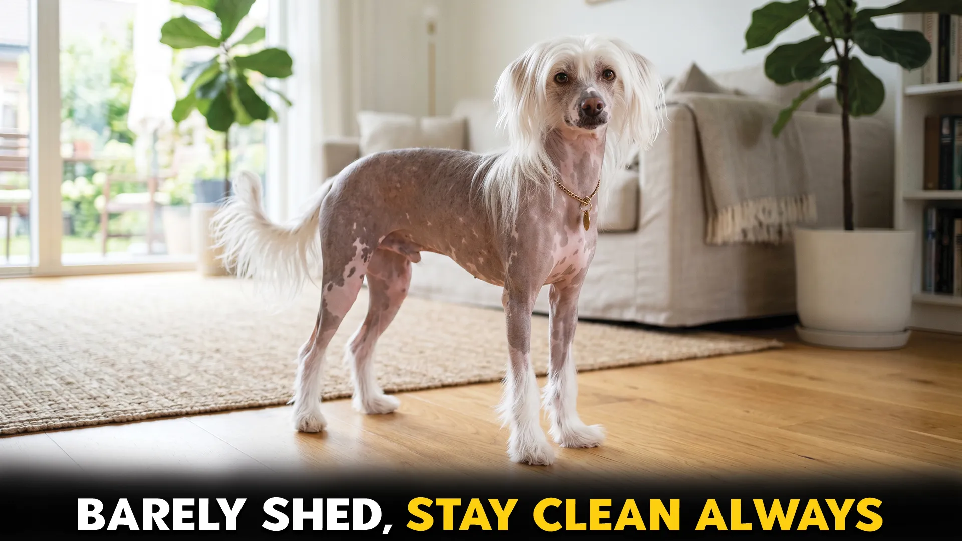 7 wonderful dog breeds that barely shed at all