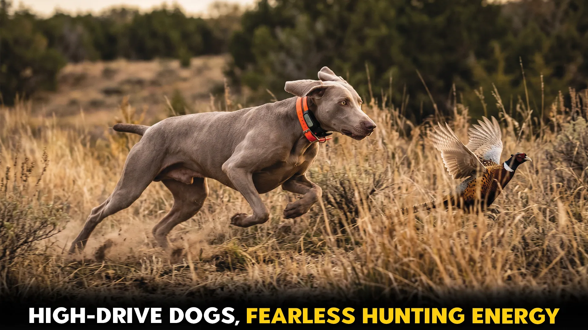 9-Dog-Breeds-with-a-Powerful-Drive-to-Pursue-Prey