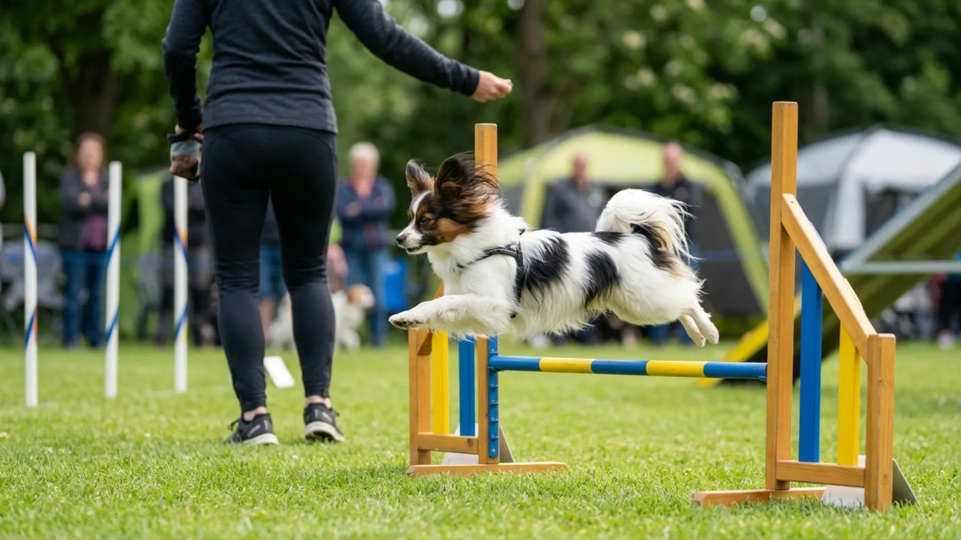 Dog Breeds That Are Naturally Easy to Train and Obey