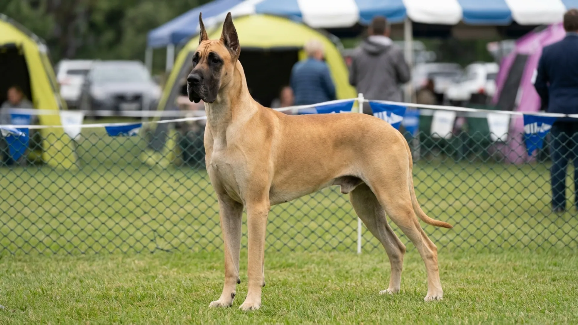 Best Calm and Reliable Guard Dog Breeds to Know