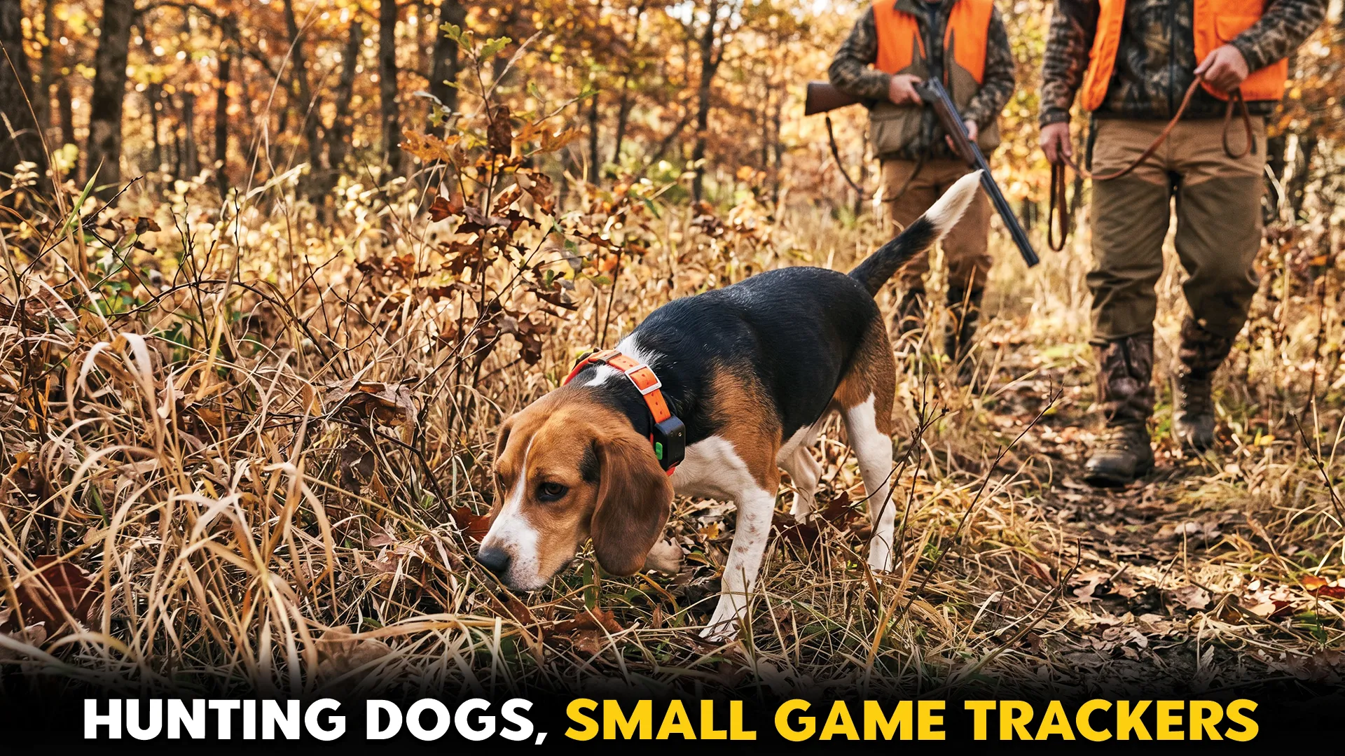 Best-Dog-Breeds-for-Tracking-Small-Game-Hunters