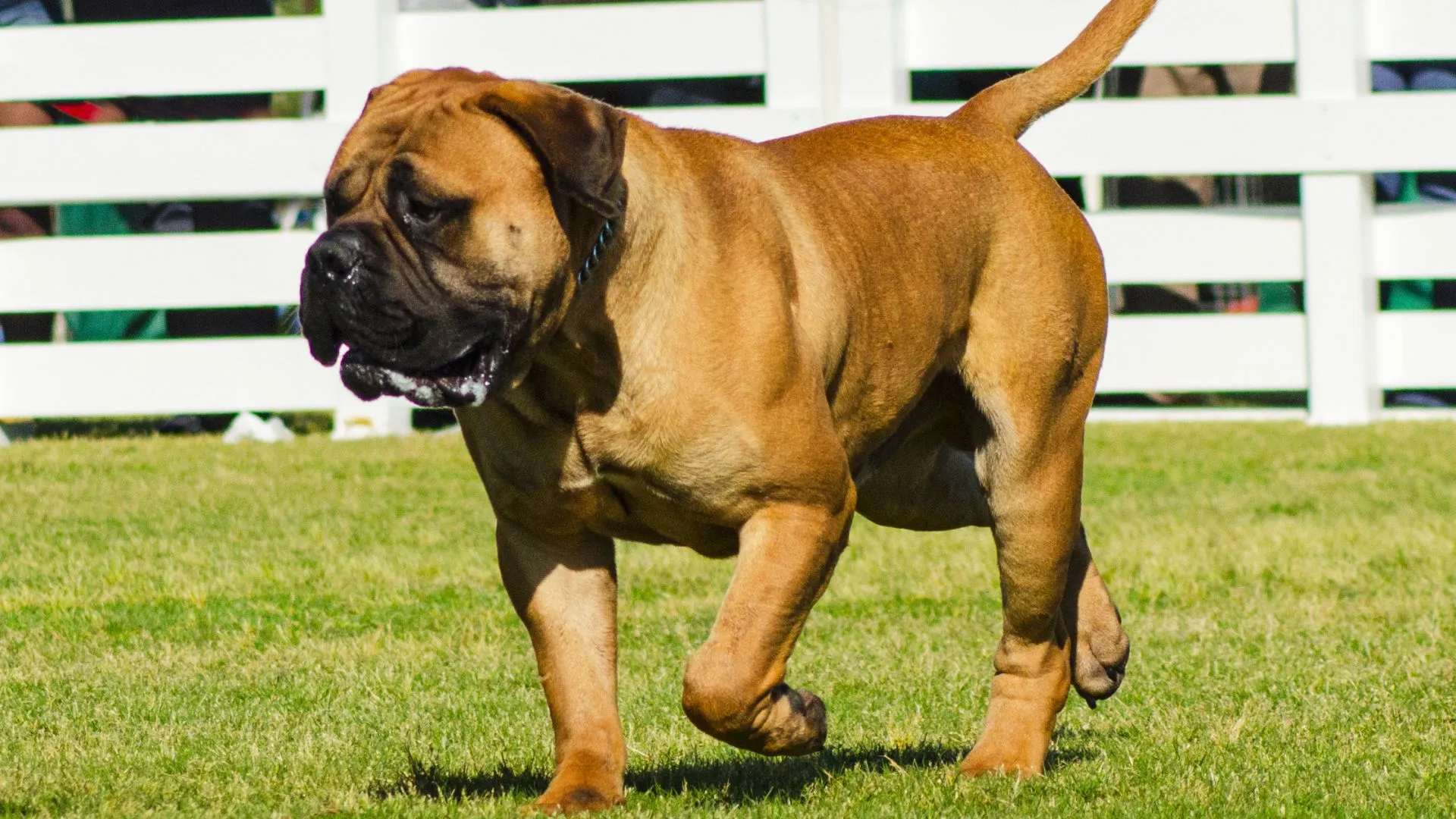 Top 7 Dog Breeds With Unmatched Protective Instincts