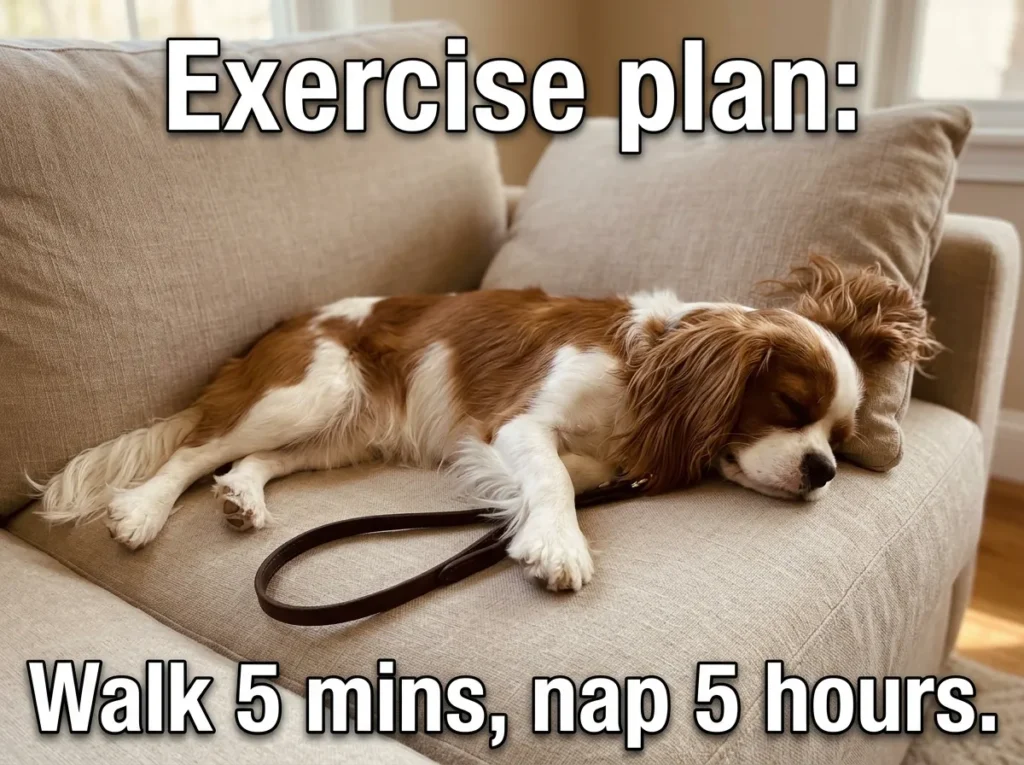 Cavalier King Charles Spaniel