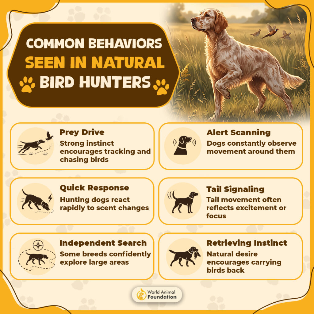 Common-Behaviors-Seen-In-Natural-Bird-Hunters
