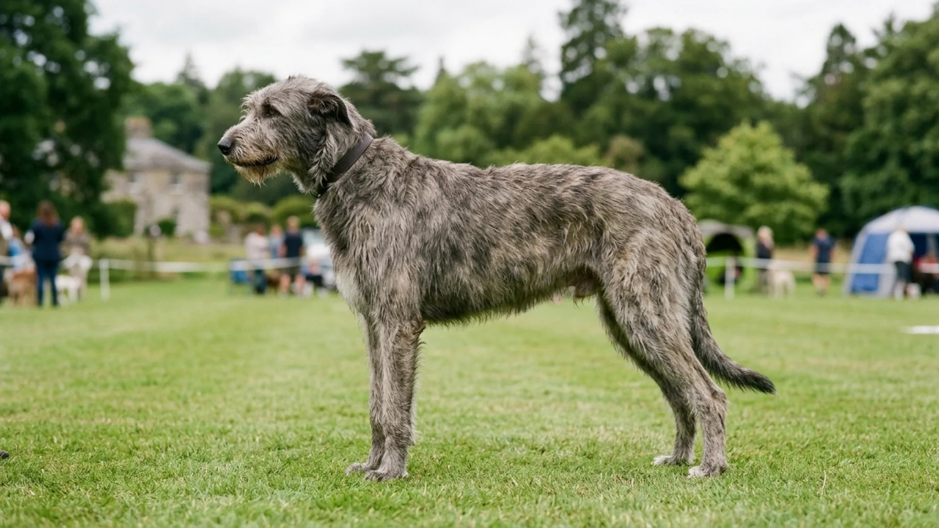 Extraordinary Giant Dog Breeds You Won’t Find Everywhere
