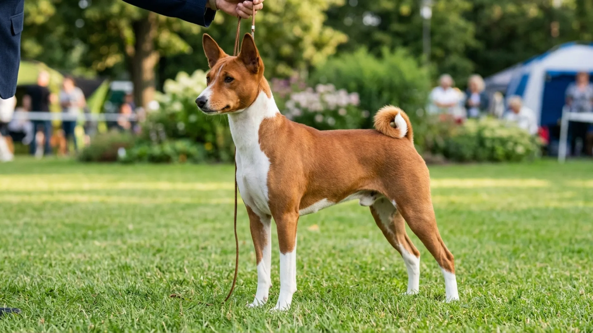 Amazing Dog Breeds with Reduced Shedding