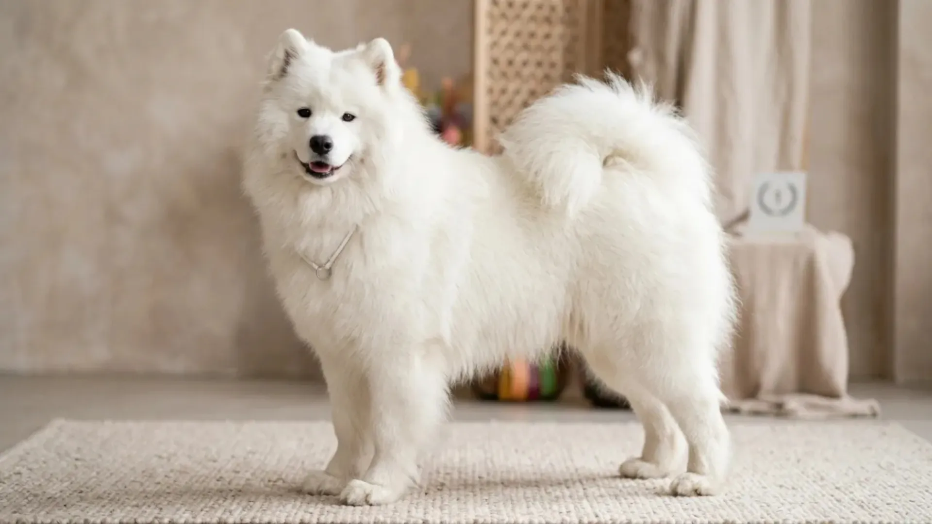 10 Irresistible Fluffy Dog Breeds for Soft‑Coated Lovers