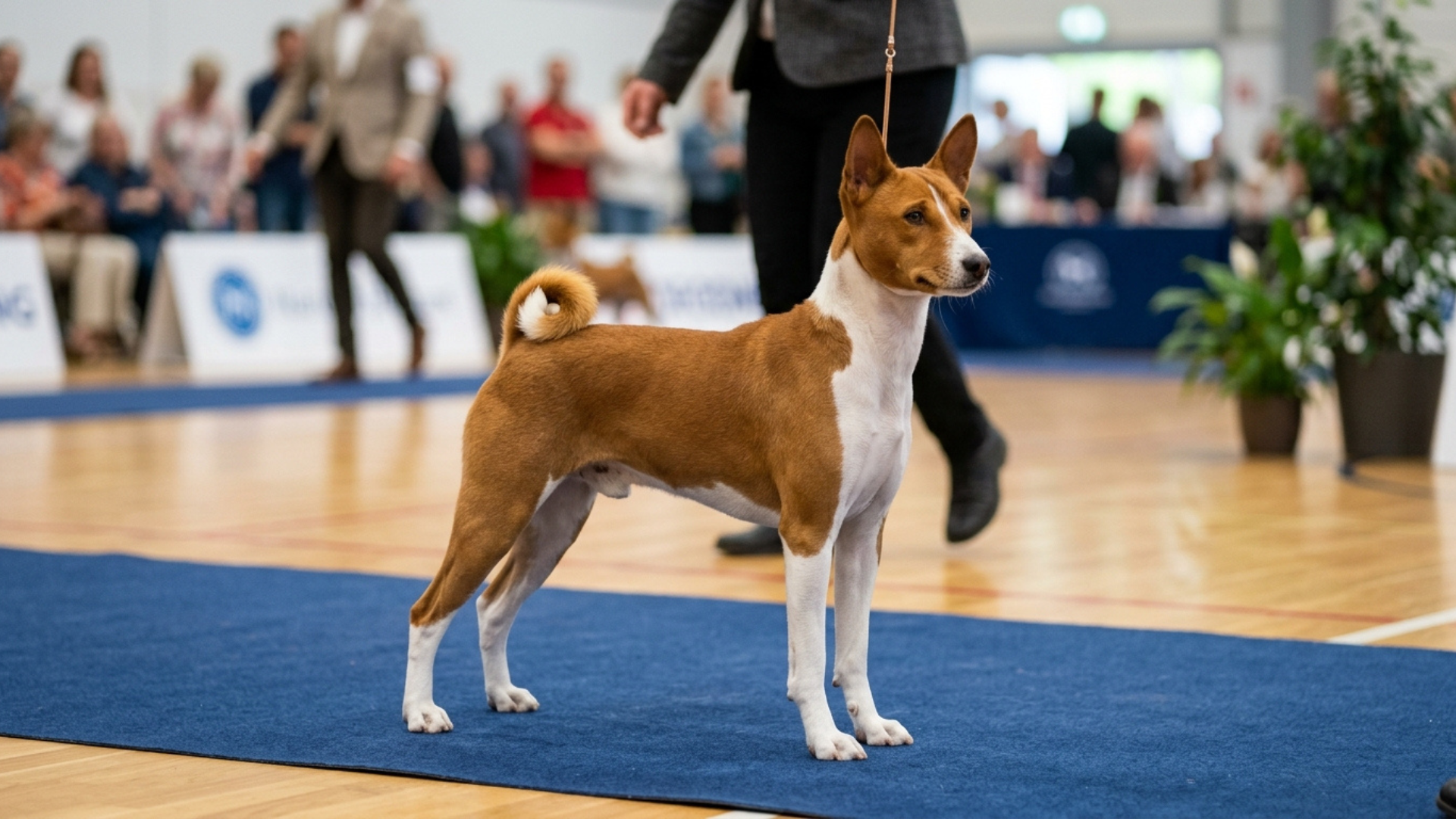 low shedding dog breeds for a tidy lifestyle