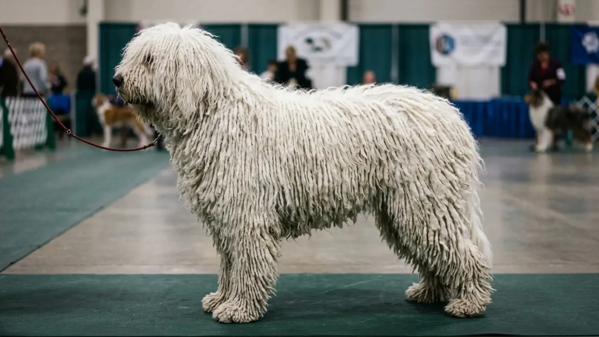 Remarkable Giant Dog Breeds You Probably Haven’t Heard Of