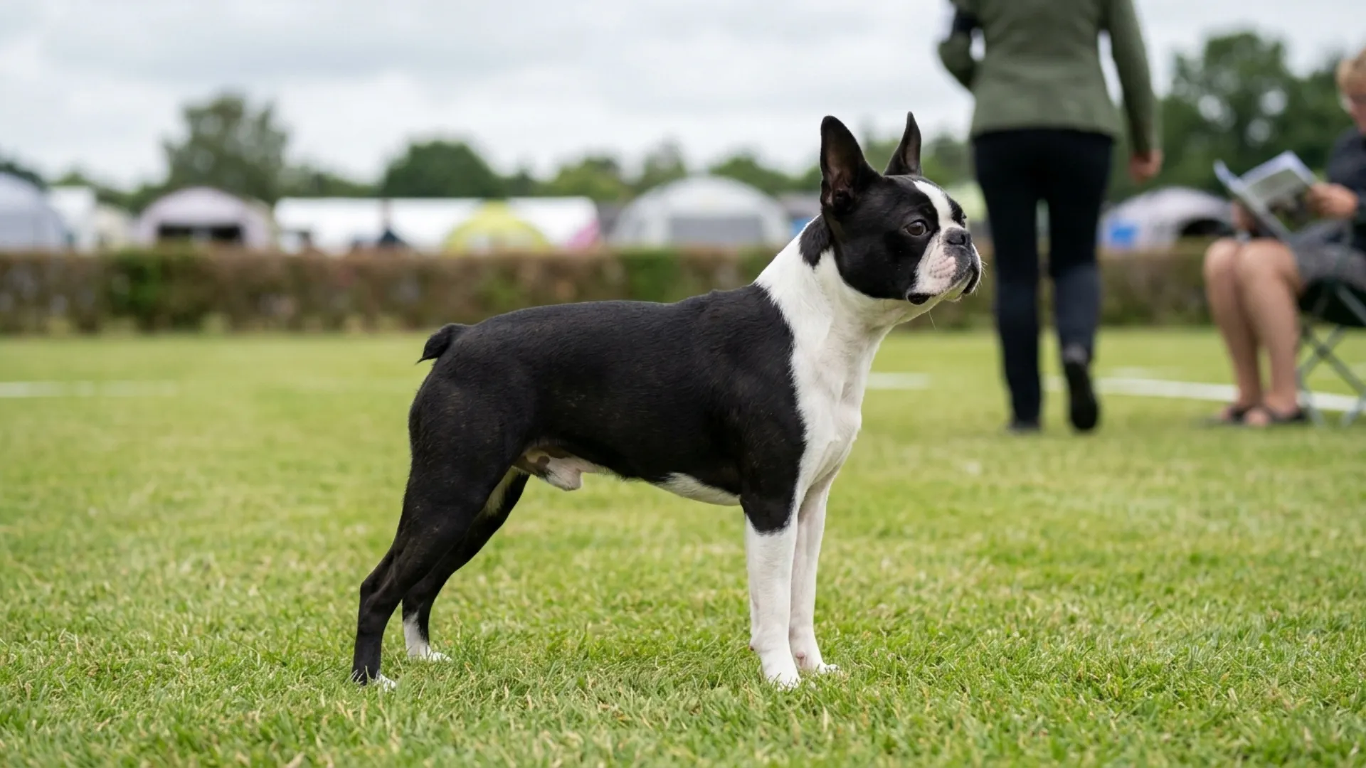 German Shepherd Dog Breeds vs. Poodle Dog Breeds