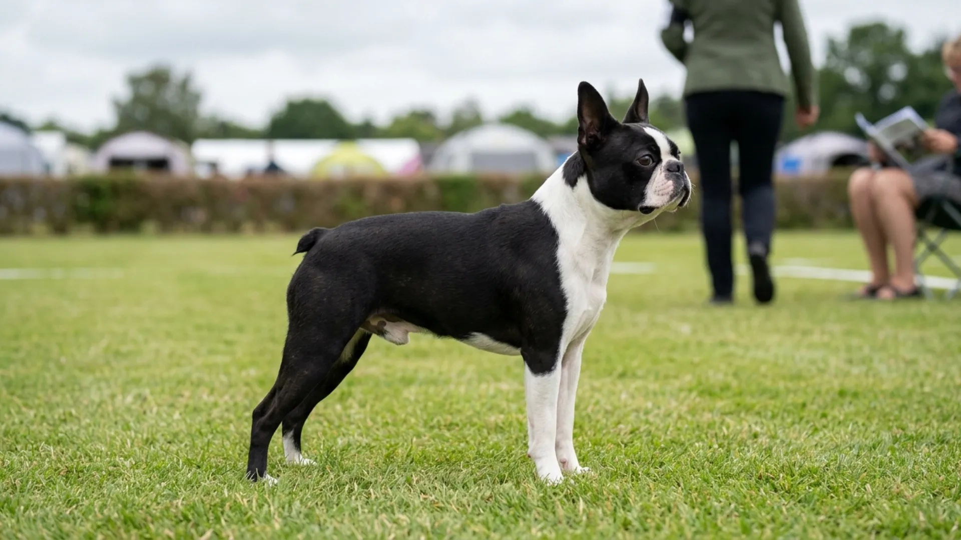 Small Dog Breeds Known for Their Trainability